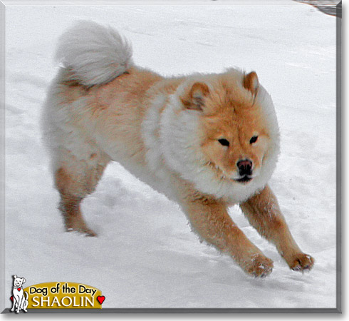 Shaolin, the Dog of the Day Shaolin, the Dog of the Day