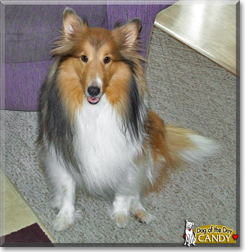 Candy Cotton, the Dog of the Day
