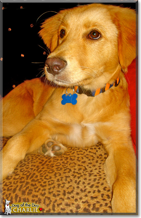 Charlie, the Dog of the Day Charlie, the Dog of the Day