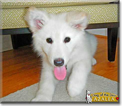 Azalea, the Dog of the Day