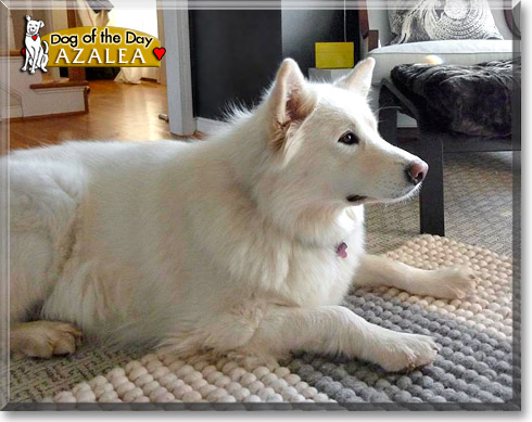 Azalea, the Dog of the Day