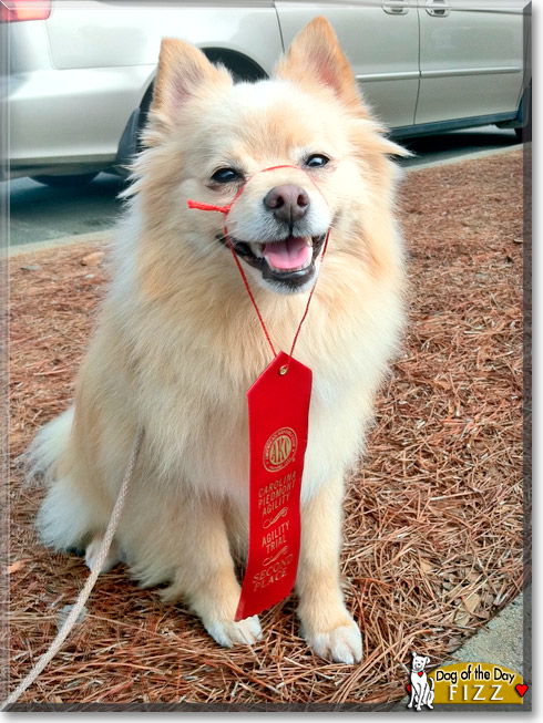 Fizz, the Dog of the Day Fizz, the Dog of the Day