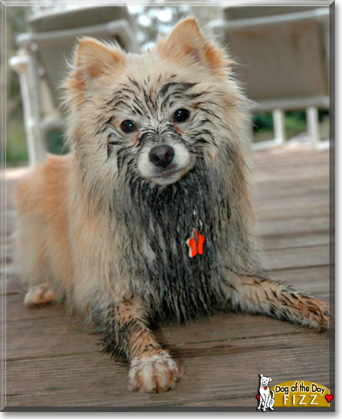 Fizz, the Dog of the Day Fizz, the Dog of the Day