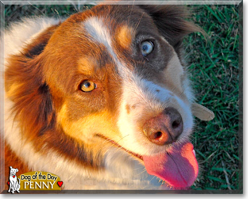 Penny, the Dog of the Day Penny, the Dog of the Day