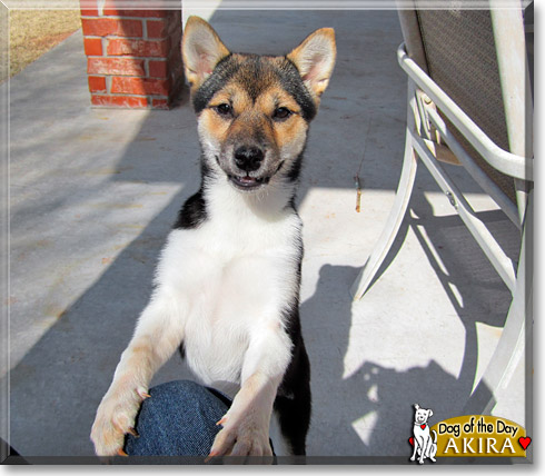 Akira Kita, the Dog of the Day Akira Kita, the Dog of the Day