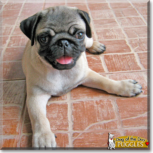 Puggles, the Dog of the Day Puggles, the Dog of the Day