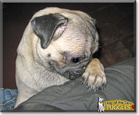 Puggles, the Dog of the Day Puggles, the Dog of the Day