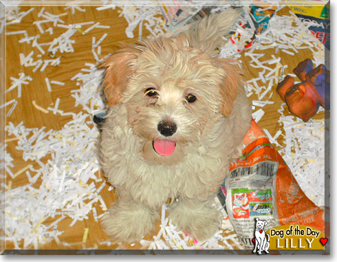 Lilly, the Dog of the Day Lilly, the Dog of the Day