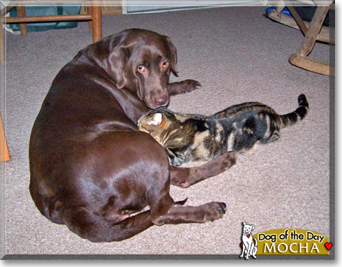 Mocha, the Dog of the Day