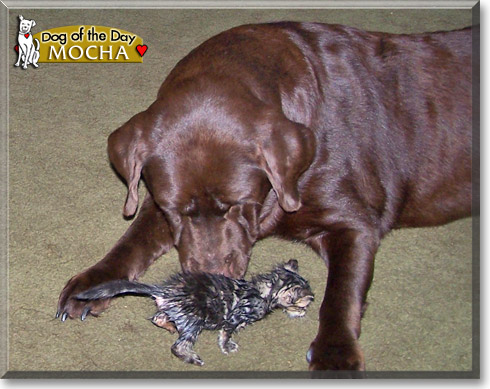 Mocha, the Dog of the Day