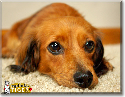 Tiger Lilly, the Dog of the Day Tiger Lilly, the Dog of the Day