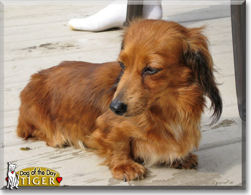 Tiger Lilly, the Dog of the Day Tiger Lilly, the Dog of the Day