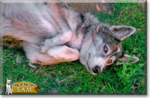 Sam, the Dog of the Day
