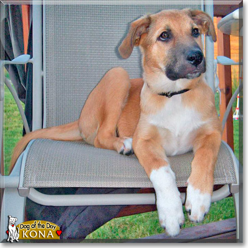 Kona, the Dog of the Day Kona, the Dog of the Day