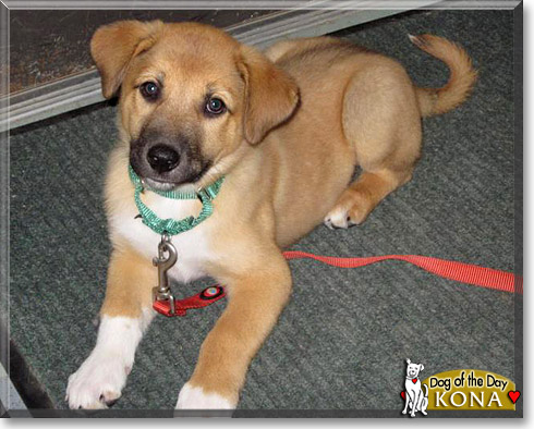 Kona, the Dog of the Day Kona, the Dog of the Day