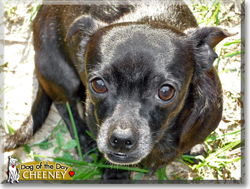 Cheeney, the Dog of the Day