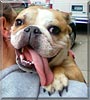 Gracie