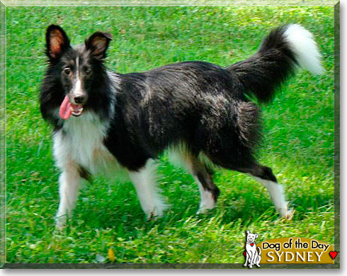 Sydney, the Dog of the Day