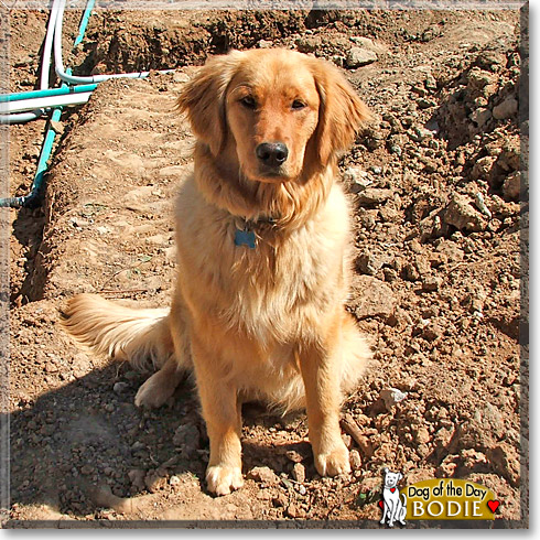 Bodie, the Dog of the Day