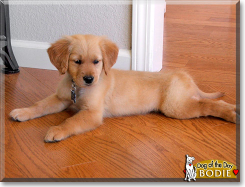 Bodie, the Dog of the Day