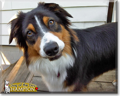Hampton, the Dog of the Day Hampton, the Dog of the Day