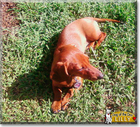 Lilly, the Dog of the Day