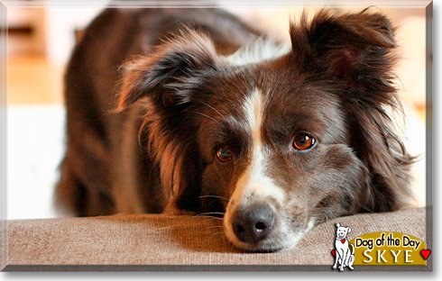 Skye, the Dog of the Day
