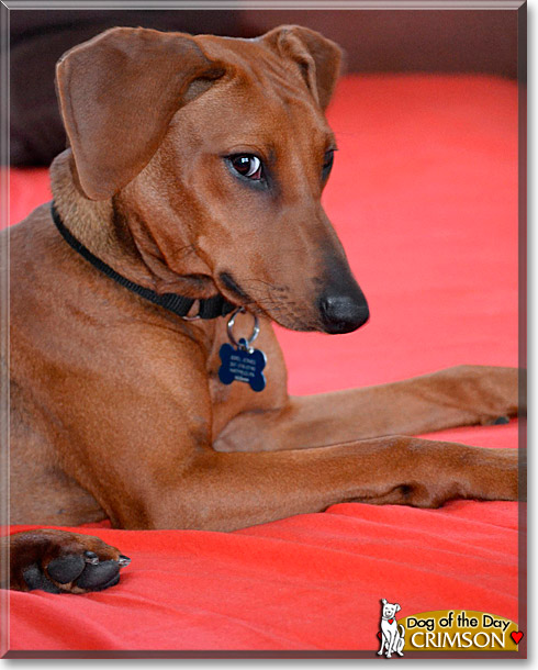 Crimson, the Dog of the Day