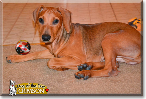 Crimson, the Dog of the Day