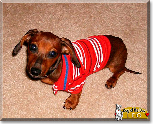 Leonidas, the Dog of the Day
