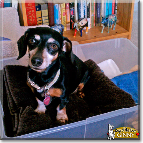 Ginny, the Dog of the Day