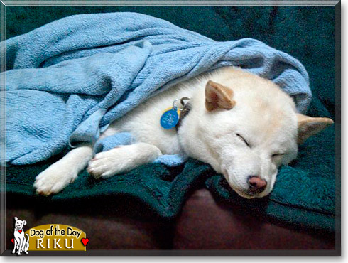 Riku, the Dog of the Day