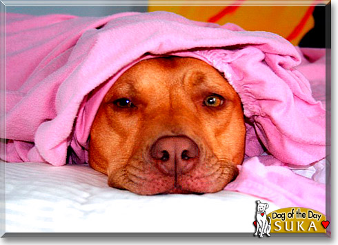 Suka, the Dog of the Day