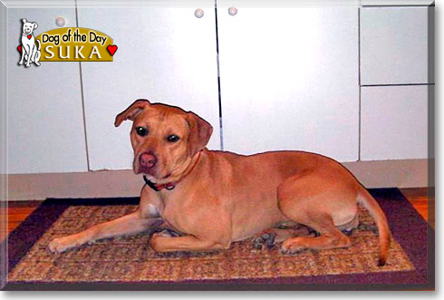 Suka, the Dog of the Day