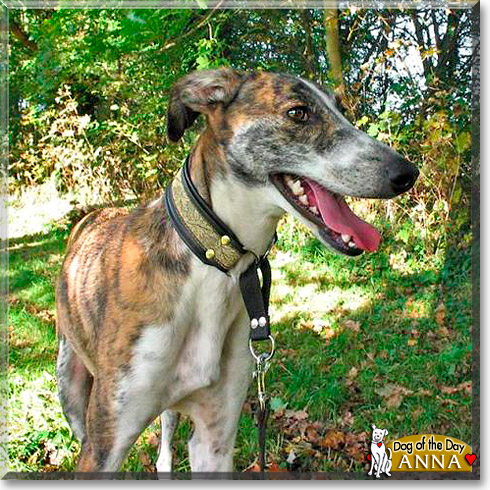 Anna, the Dog of the Day Anna, the Dog of the Day