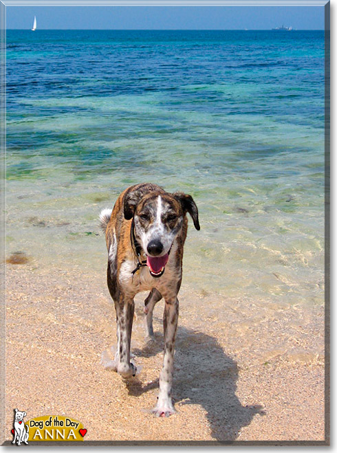 Anna, the Dog of the Day Anna, the Dog of the Day