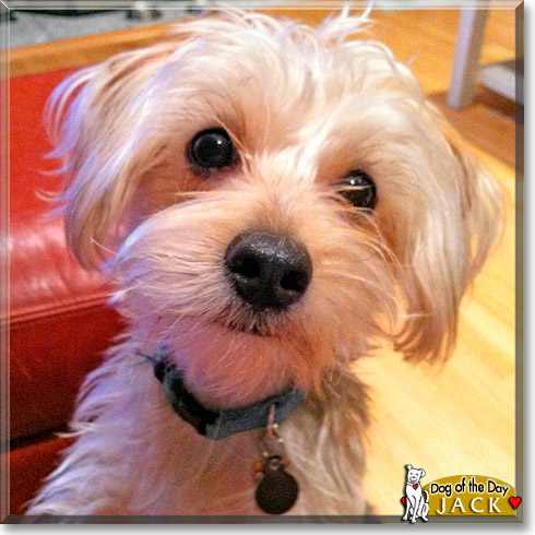 Jack, the Dog of the Day