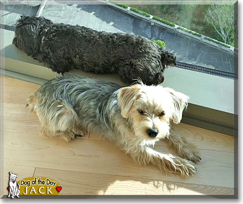 Jack, the Dog of the Day