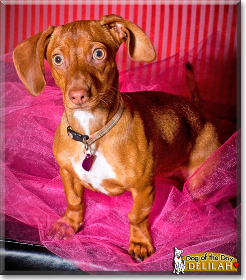 Delilah, the Dog of the Day