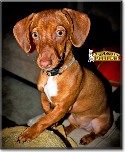 Delilah, the Dog of the Day