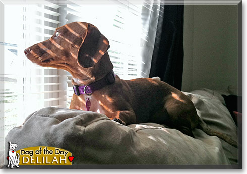 Delilah, the Dog of the Day