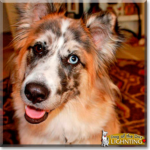 Lightning, the Dog of the Day