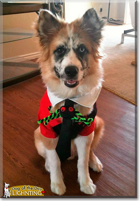 Lightning, the Dog of the Day