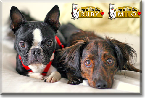 Milo, Ruby, the Dog of the Day