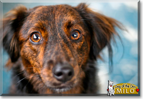 Milo, Ruby, the Dog of the Day