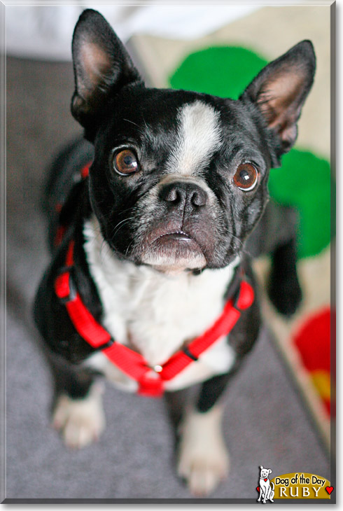 Milo, Ruby, the Dog of the Day