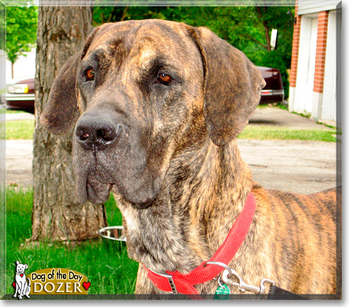 Dozer, the Dog of the Day