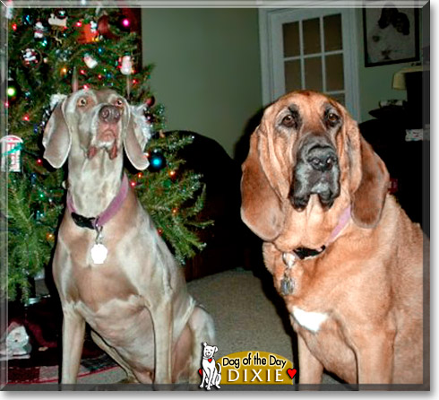 Dixie, the Dog of the Day