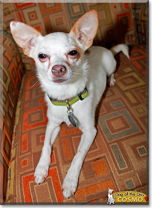 Cosmo, the Dog of the Day