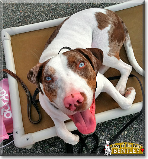 Bentley, the Dog of the Day